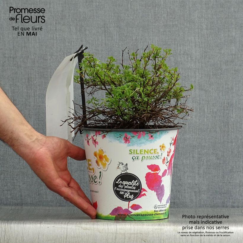 Example of Potentilla fruticosa Orangissima - Potentille arbustive Pot de 4L/5L as you get in printemps