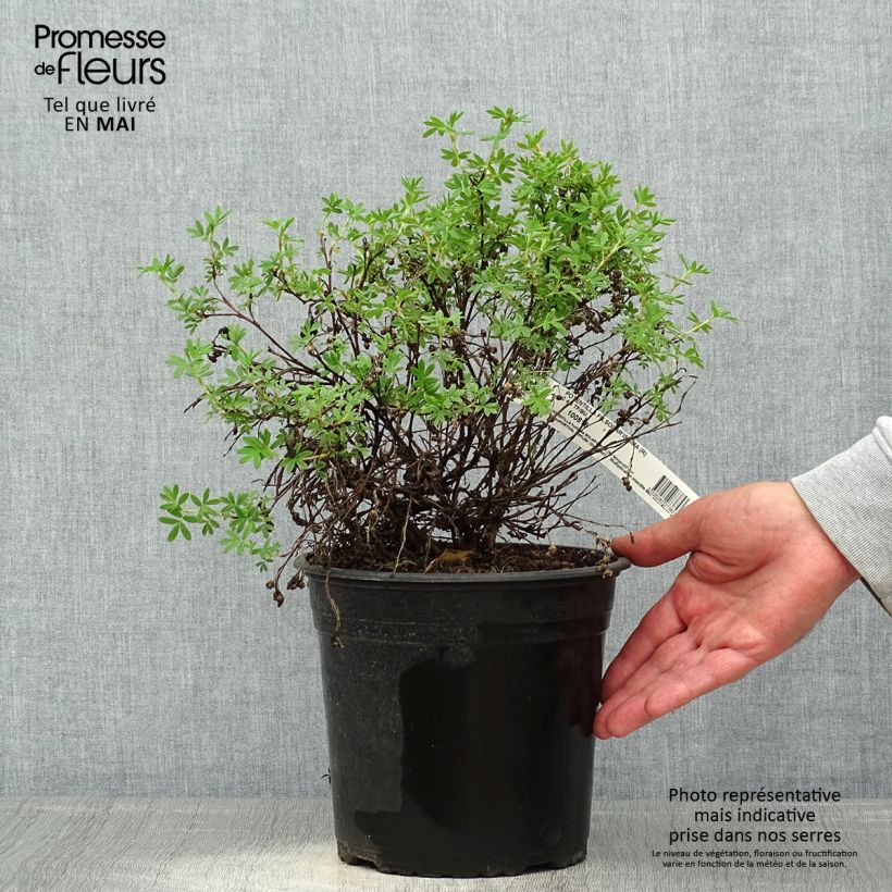 Spécimen de Potentilla fruticosa Solar'issima - Potentille arbustive Pot de 4L/5L tel que livré au printemps