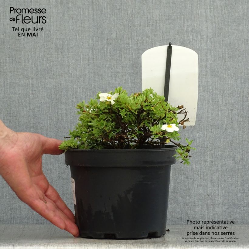 Spécimen de Potentilla fruticosa Tilford Cream- Potentille arbustive Pot de 2L/3L tel que livré au printemps