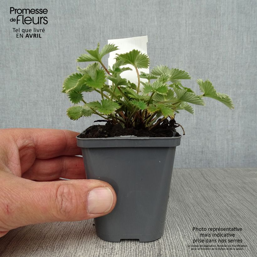 Example of Potentille vivace - Potentilla Gibson s Scarlet Godet de 8/9 cm as you get in printemps