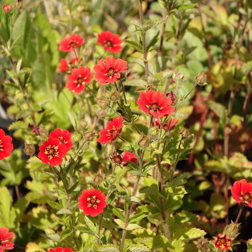 Potentille vivace - Potentilla Gibson s Scarlet (Flowering)