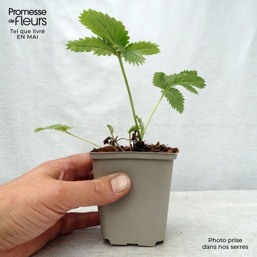 Spécimen de Potentille vivace - Potentilla William Rollisson Godet de 8/9 cm tel que livré au printemps