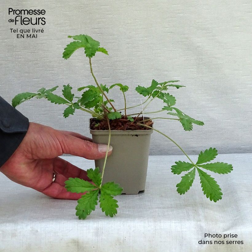 Example of Potentille vivace - Potentilla hopwoodiana Godet de 8/9 cm as you get in printemps