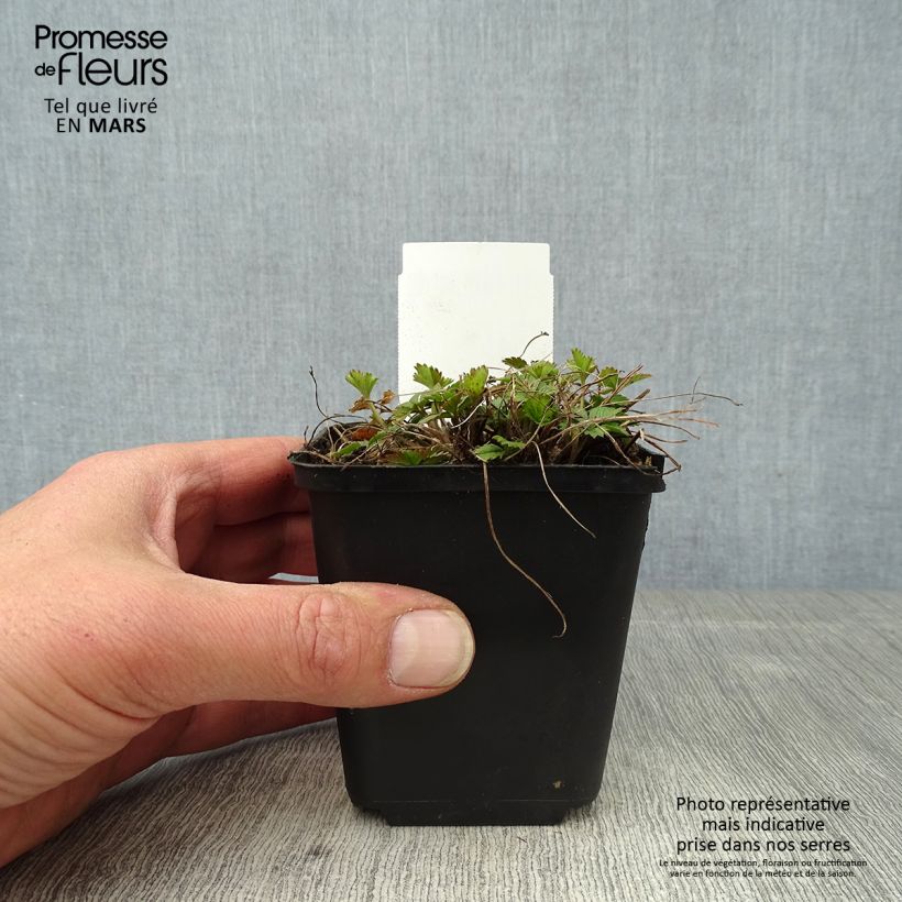 Example of Potentille vivace - Potentilla tonguei Godet de 8/9 cm as you get in printemps