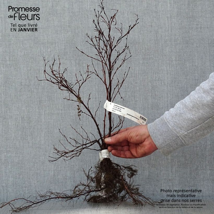 Example of Potentilla fruticosa - Potentille arbustive Racines nues, Buisson, Ramifié as you get in hiver