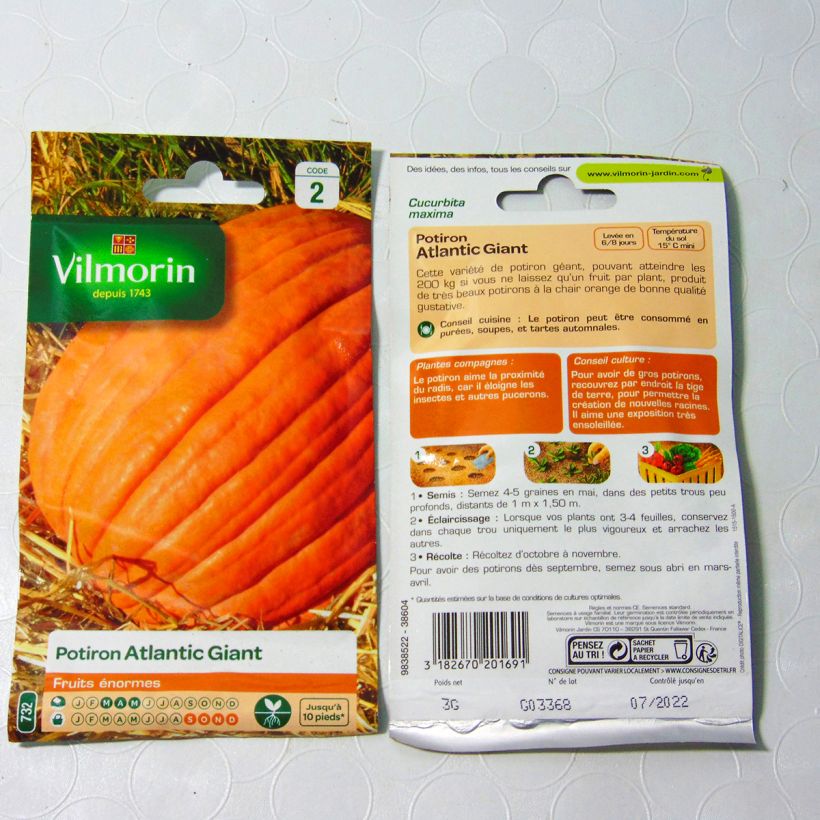Exemple de spécimen de Potiron Atlantic Giant  - courge géante - Vilmorin le sachet de 18 graines environ (3g) tel que livré