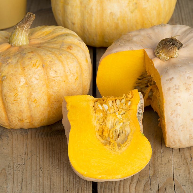 Potiron ou Courge d'hiver Australian Butter - Cucurbita maxima (Harvest)