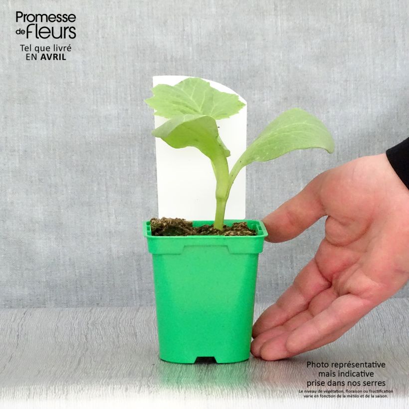 Example of Potiron rouge vif d'Etampes en pots de 10,5cm Pot de 10 cm/11cm as you get in printemps