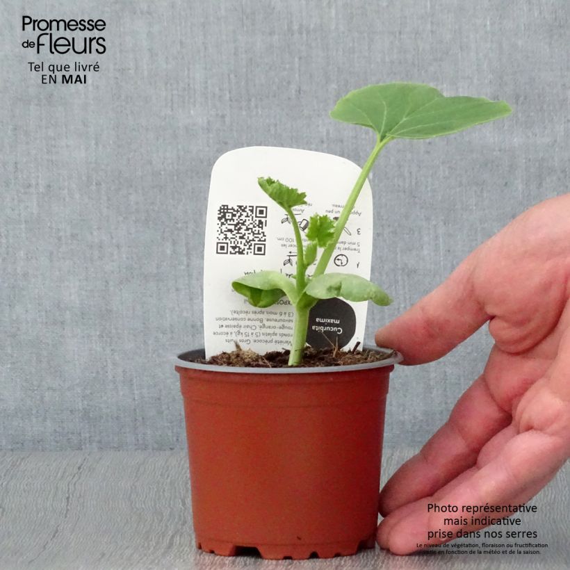 Example of Potiron rouge vif d'Etampes en pots de 10,5cm BIO Pot de 10 cm/11cm as you get in printemps