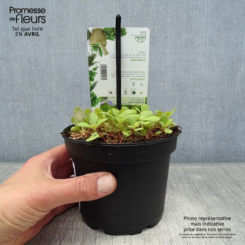 Example of Pourpier vert ou commun - Portulaca oleracea Pot de 1,5L/2L as you get in printemps