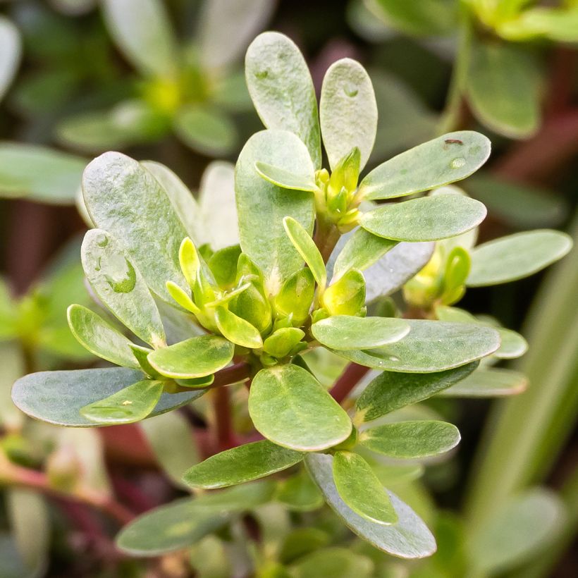 Pourpier vert ou commun - Portulaca oleracea (Foliage)
