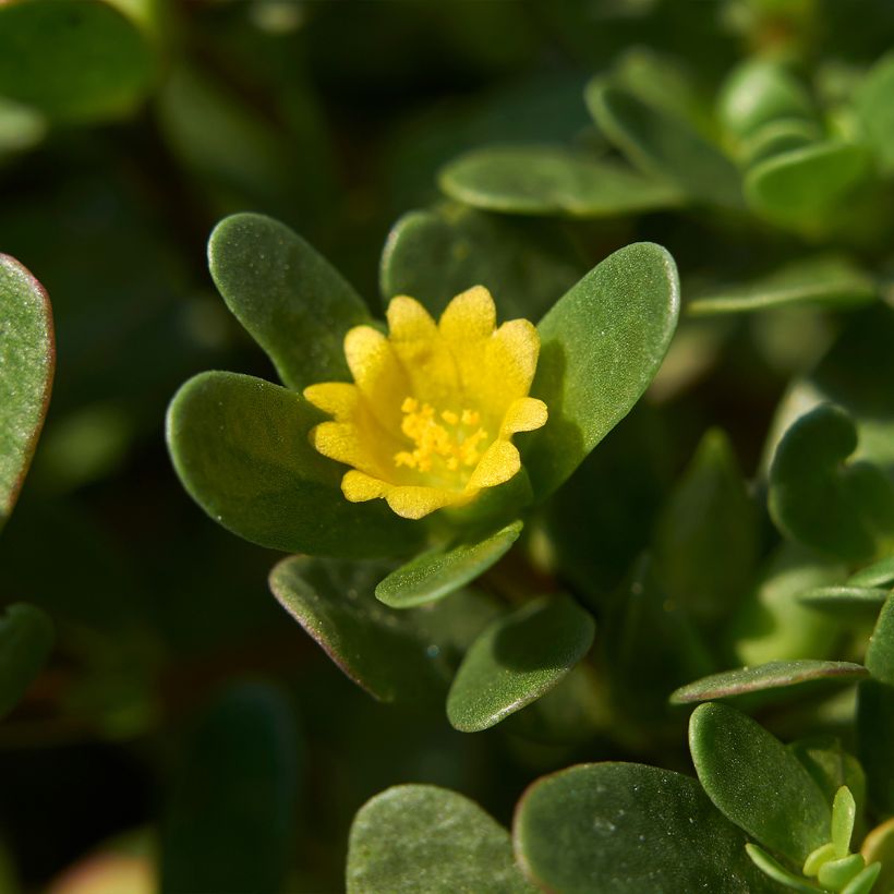 Pourpier vert ou commun - Portulaca oleracea (Flowering)