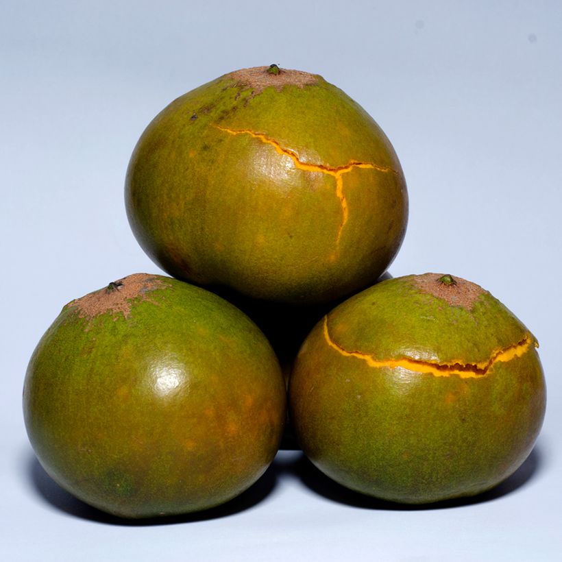 Pouteria obovata - Lucuma, Lucumo (Harvest)