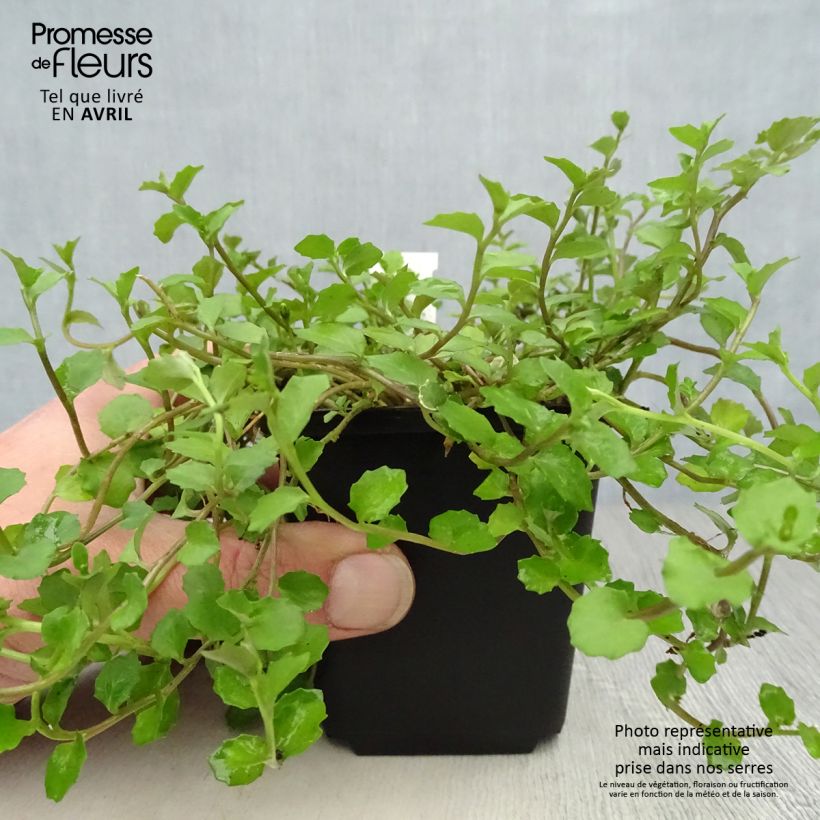 Example of Pratia angulata Godet de 8/9 cm as you get in printemps