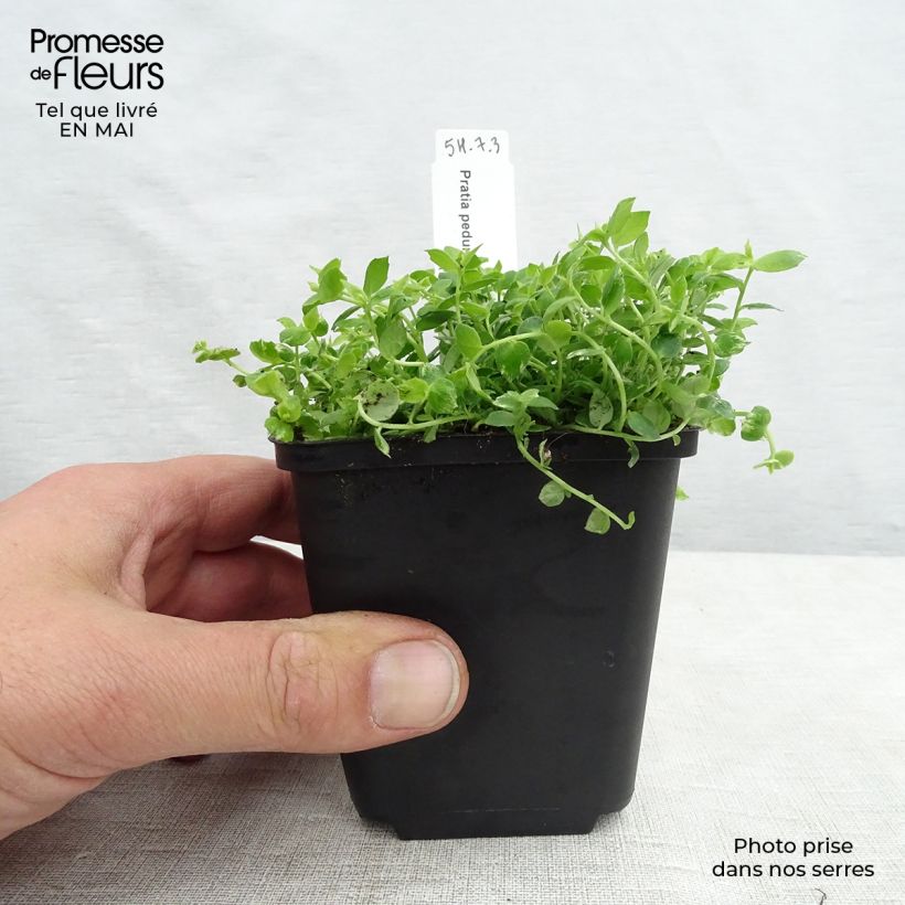 Example of Pratia pedunculata Godet de 8/9 cm as you get in printemps