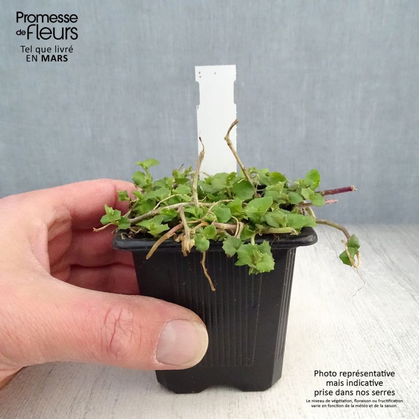 Example of Pratia pedunculata Alba Godet de 8/9 cm as you get in printemps