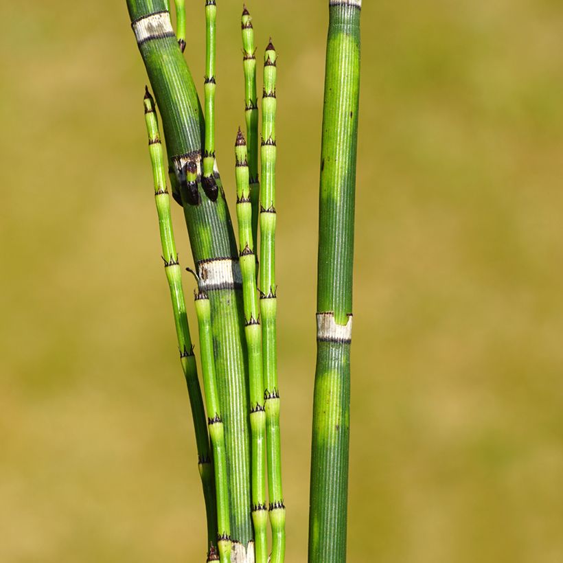 Prêle d'hiver - Equisetum hyemale (japonicum) (Feuillage)