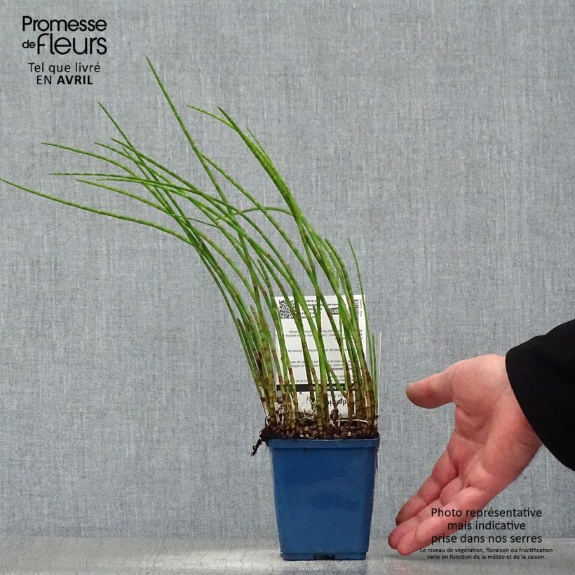 Example of Prêle des rivières - Equisetum fluviatile Godet de 8/9 cm as you get in printemps