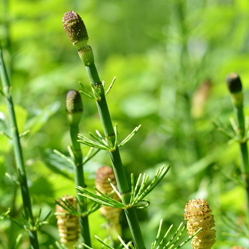 Prêle des rivières - Equisetum fluviatile (Flowering)