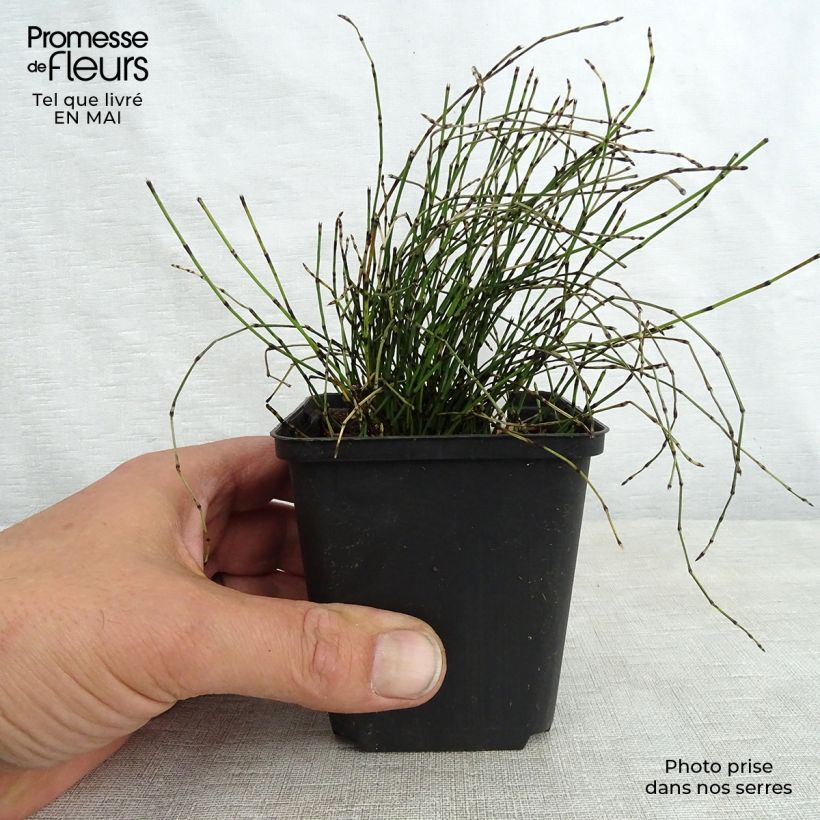 Example of Prêle japonaise naine - Equisetum scirpoides Godet de 8/9 cm as you get in printemps