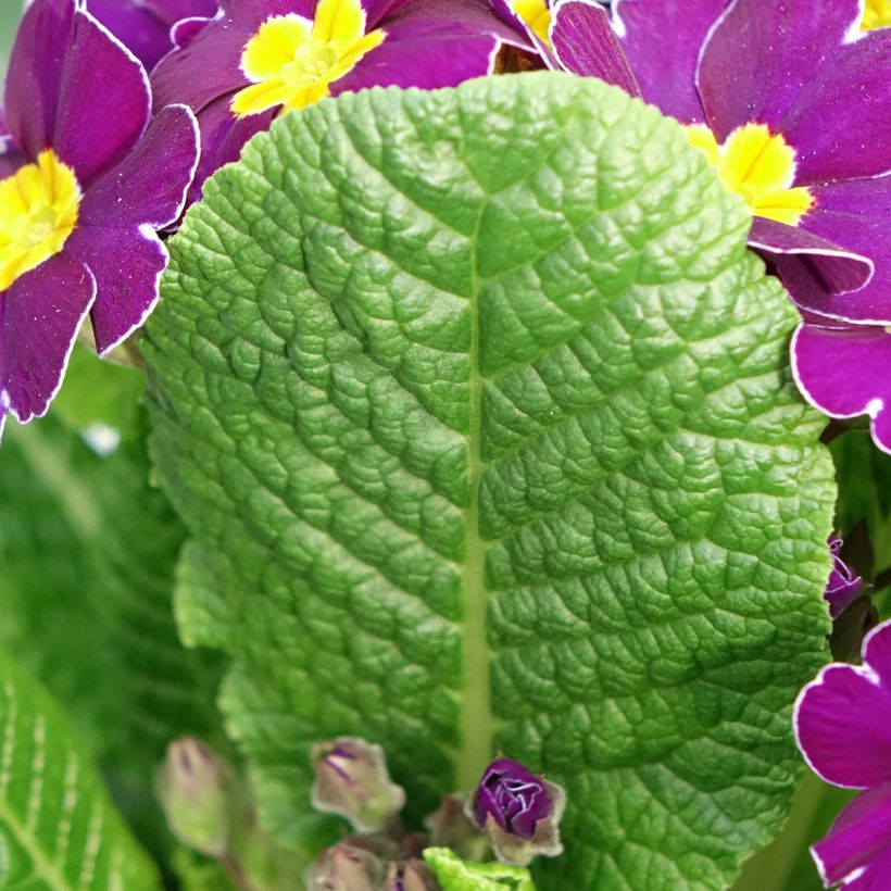 Primevère - Primula elatior Veristar Late Twinkle Violet (Feuillage)