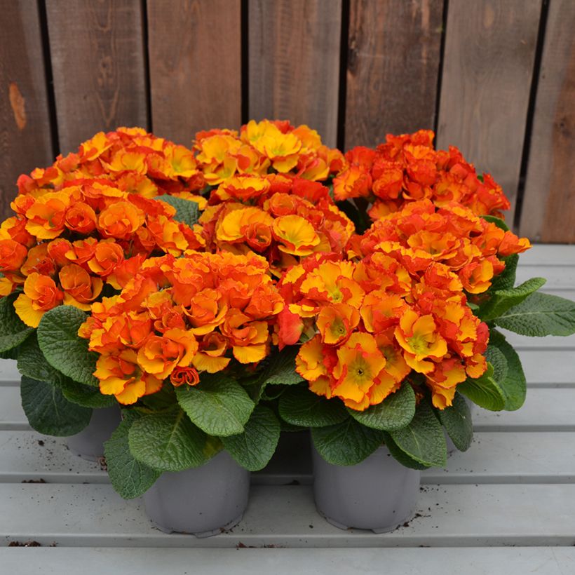 Primevère Chinese New Year - Primula acaulis (Port)