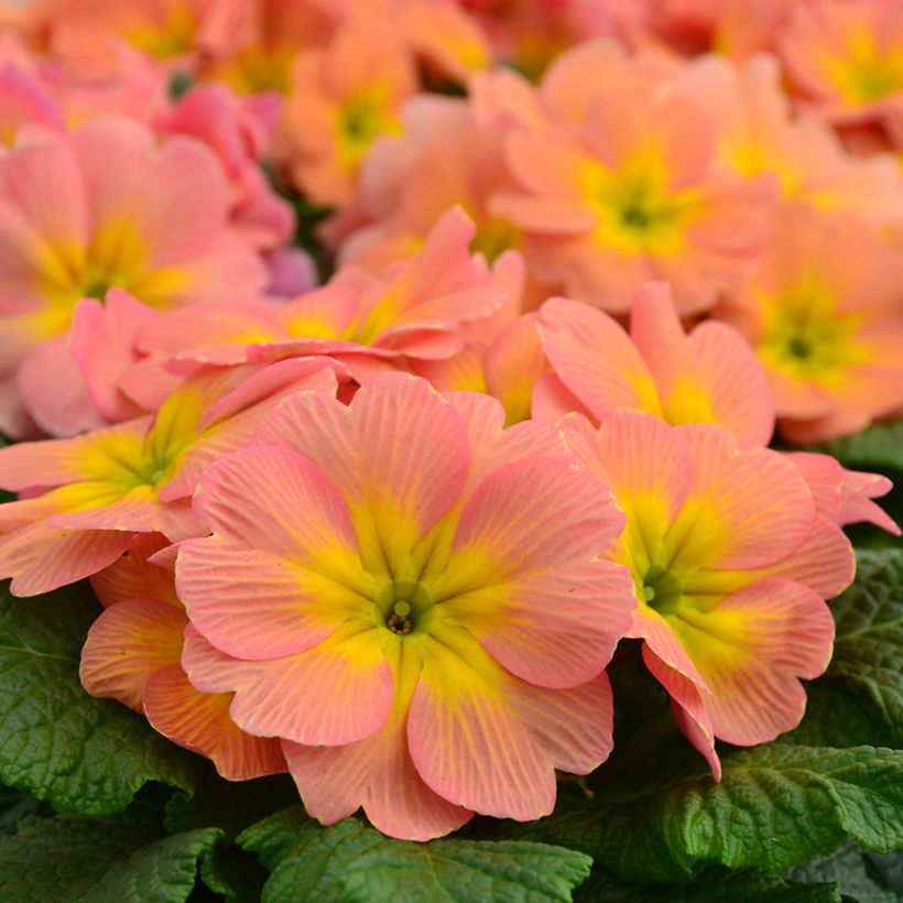 Primevère Mango - Primula (Floraison)
