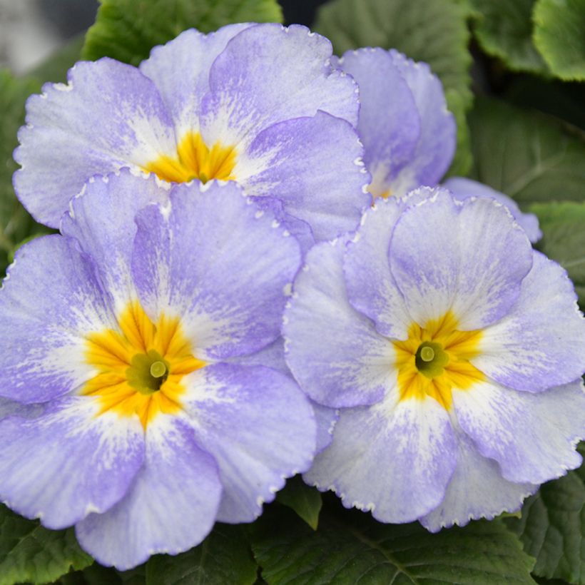Primevère Porcelain Blue - Primula (Floraison)