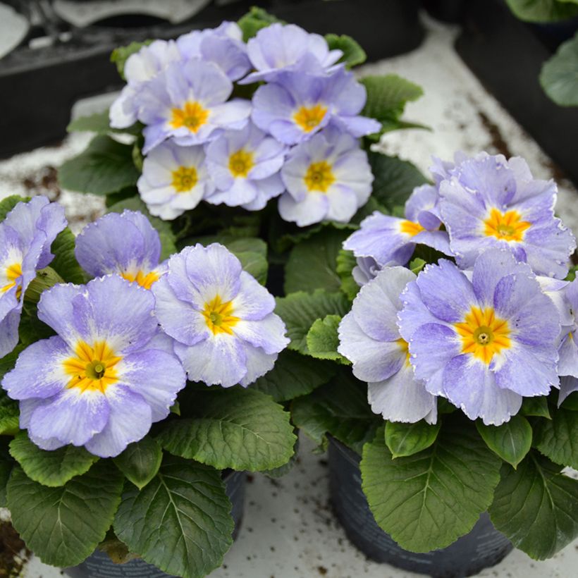Primevère Porcelain Blue - Primula (Port)