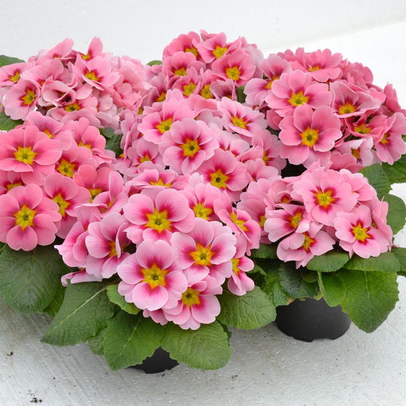Primevère Ringostar Cherryblossom - Primula acaulis (Port)