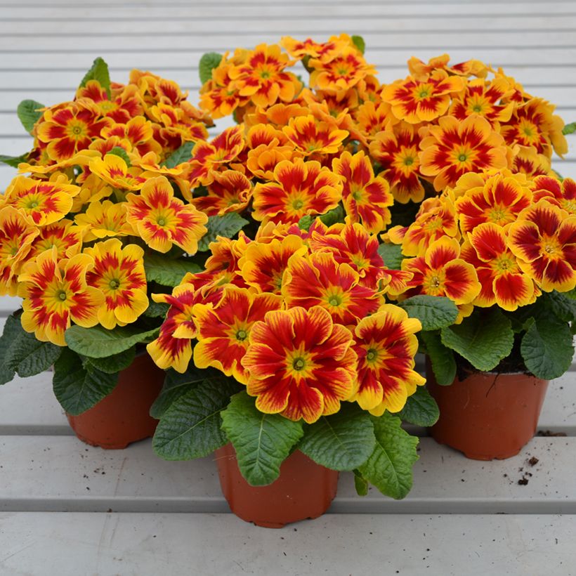 Primevère Starfire - Primula (Port)