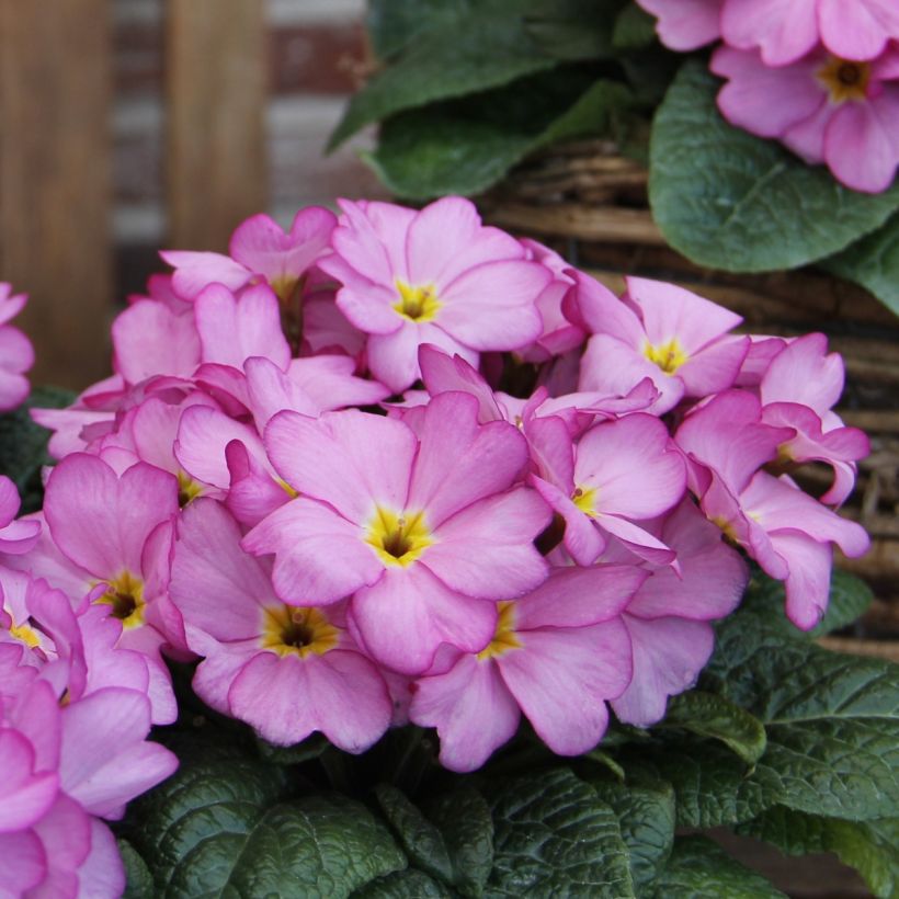 Primevère Woodland Rose - Primula acaulis (Floraison)