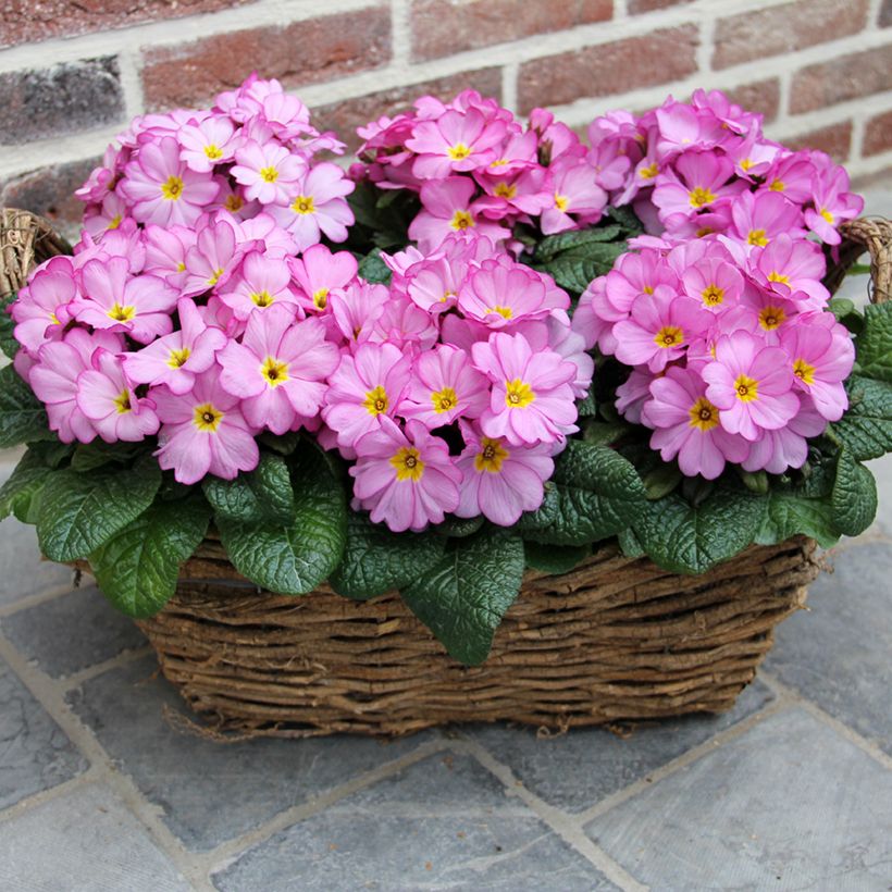 Primevère Woodland Rose - Primula acaulis (Port)