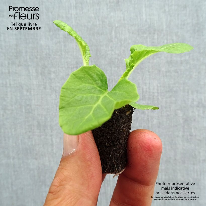 Spécimen de Primevère Crescendo en mélange Mini-motte - Primula elatior Mini-motte Ø 1,5/2,5 cm, Plant vert de 3 à 5 cm de haut environ tel que livré en automne