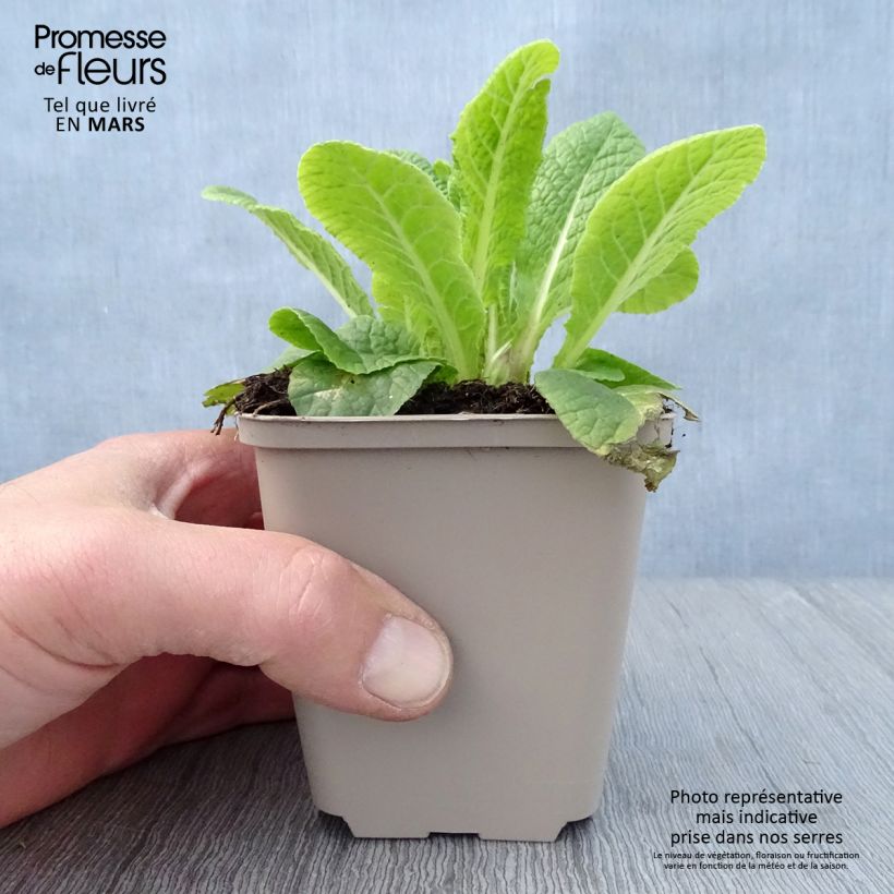 Example of Primevère Elizabeth Killelay Godet de 8/9 cm as you get in printemps