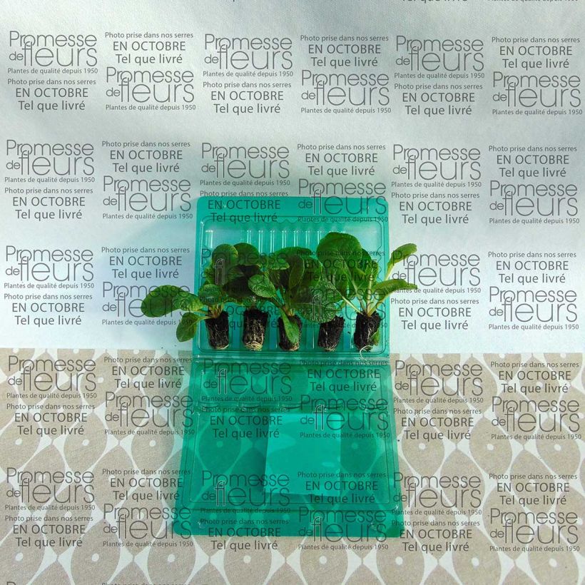 Example of Primevère F1 Starflame mélange  Mini-motte Ø 1,5/2,5 cm, Plant vert de 3 à 5 cm de haut environ as you get