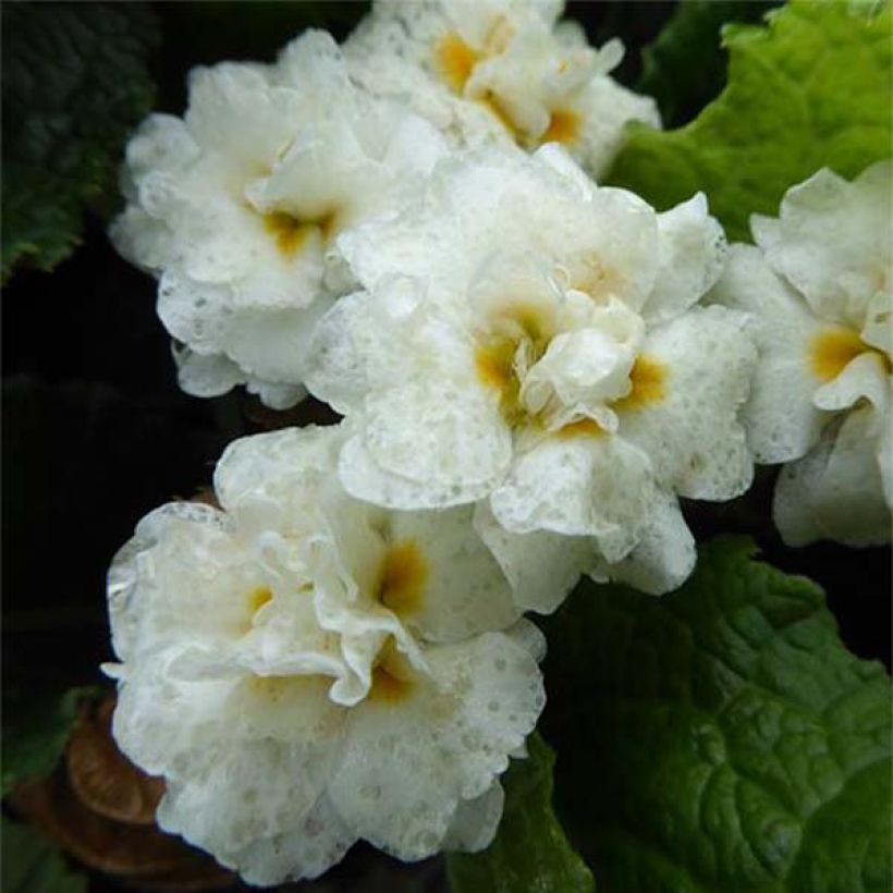 Primevère - Primula hybrida Mr Brouart (Floraison)