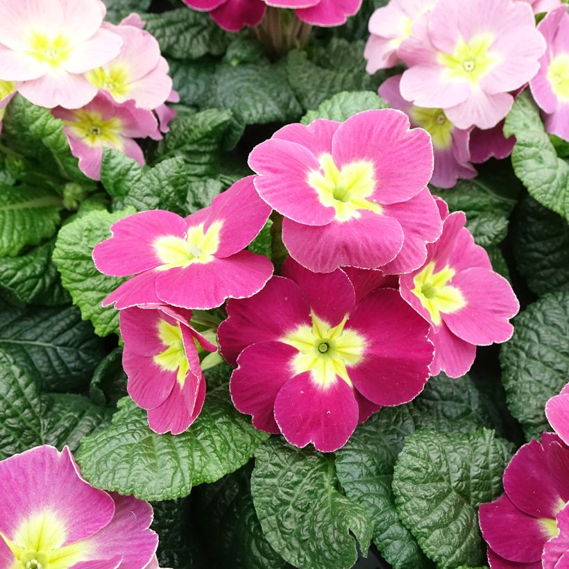 Primevère - Primula acaulis Plums & Custard (Flowering)