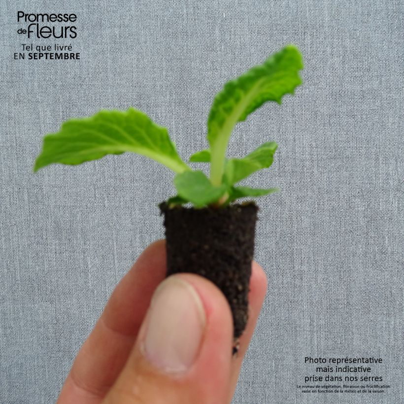 Example of Primevère Perle d'Alsace en mélange  Mini-motte Ø 1,5/2,5 cm, Plant vert de 3 à 5 cm de haut environ as you get in automne