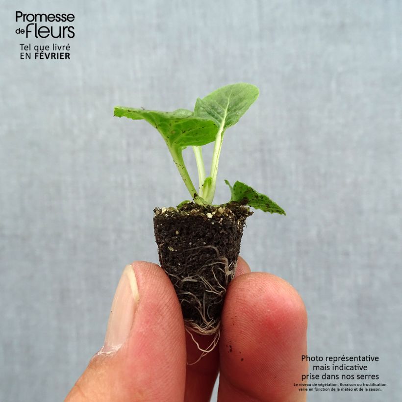 Example of Primevère - Primula acaulis Lipstick Mini-motte Ø 1,5/2,5 cm as you get in automne