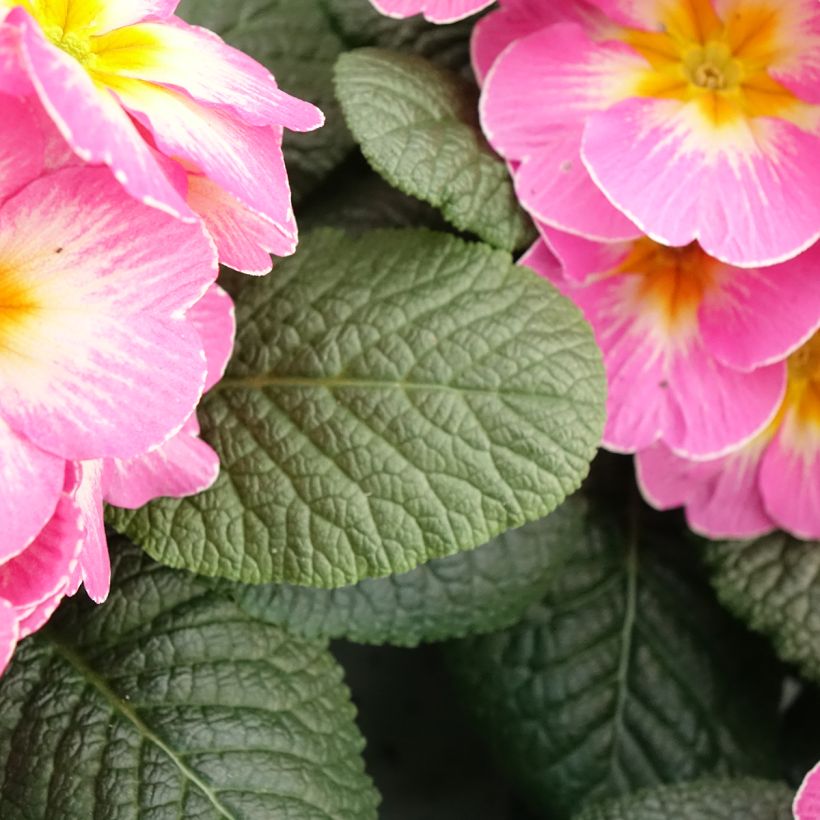 Primevère - Primula acaulis Lipstick (Foliage)