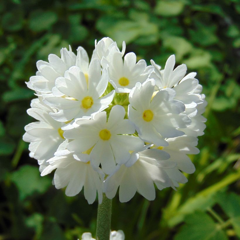 Primevère - Primula denticulata Alba (Flowering)