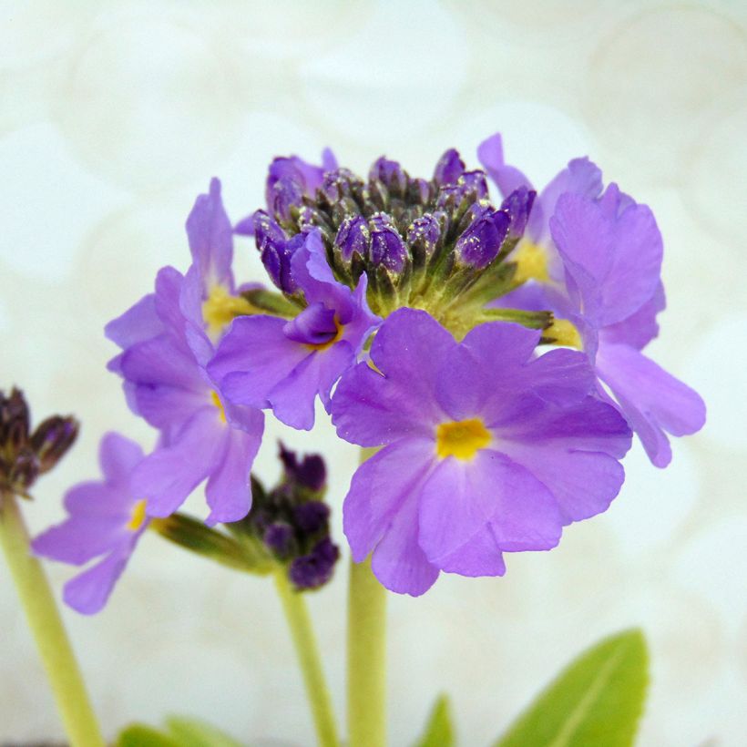 Primevère - Primula denticulata Cashmiriana (Flowering)