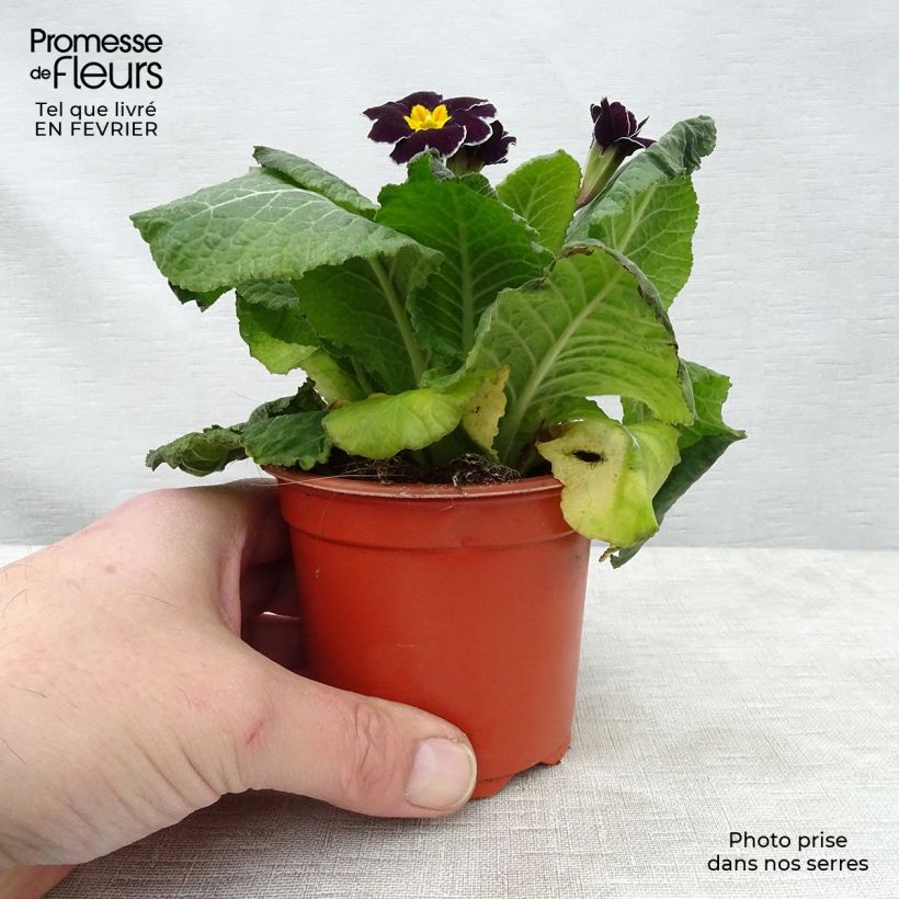 Spécimen de Primevère - Primula elatior Black Laced Godet de 8/9 cm tel que livré en hiver