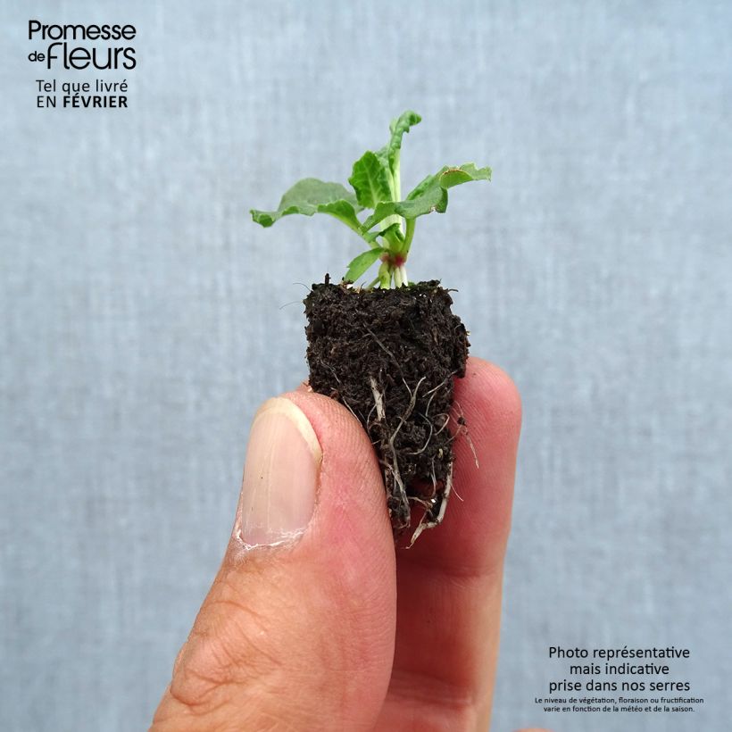 Example of Primevère - Primula elatior Colibri Aztec Gold Mini-motte Ø 1,5/2,5 cm as you get in automne