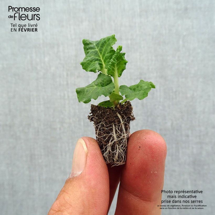 Example of Primevère - Primula elatior Colibri Light Yellow Mini-motte Ø 1,5/2,5 cm as you get in automne