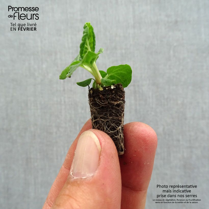 Example of Primevère - Primula elatior Colibri Red Shades Mini-motte Ø 1,5/2,5 cm as you get in automne