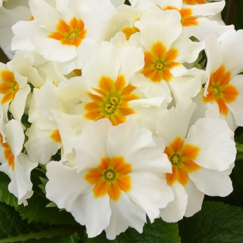 Primevère - Primula elatior Colibri White (Flowering)