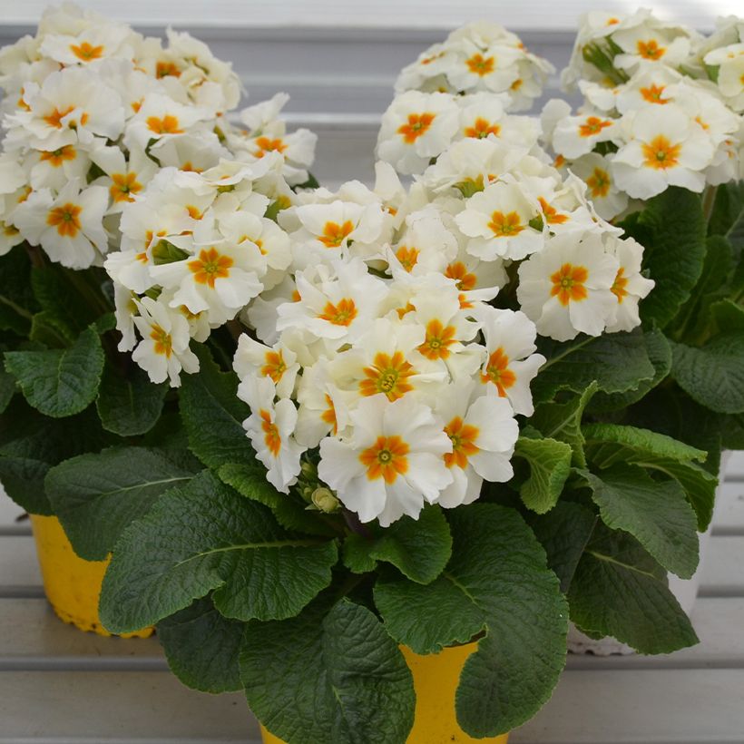 Primevère - Primula elatior Colibri White (Plant habit)