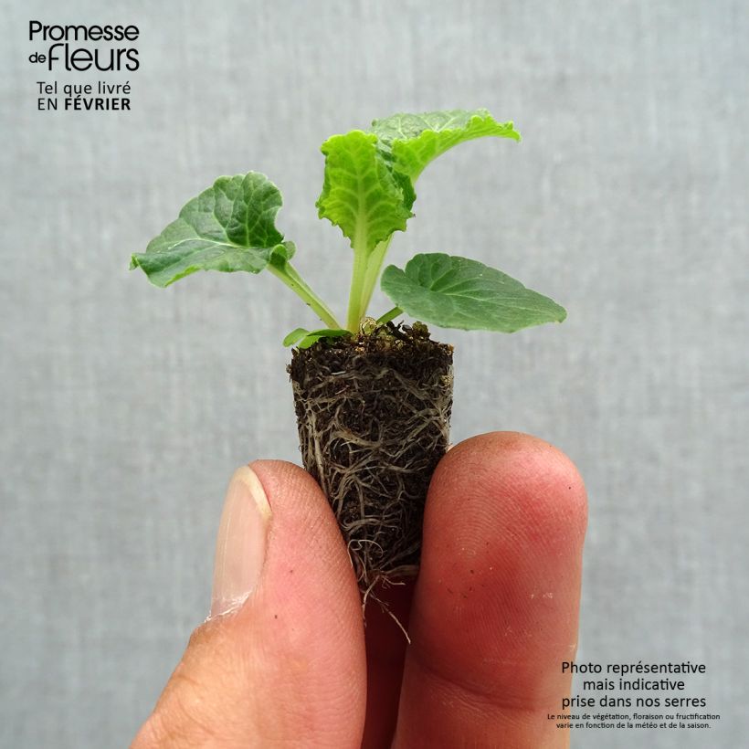 Example of Primevère - Primula elatior Colibri White Mini-motte Ø 1,5/2,5 cm as you get in automne